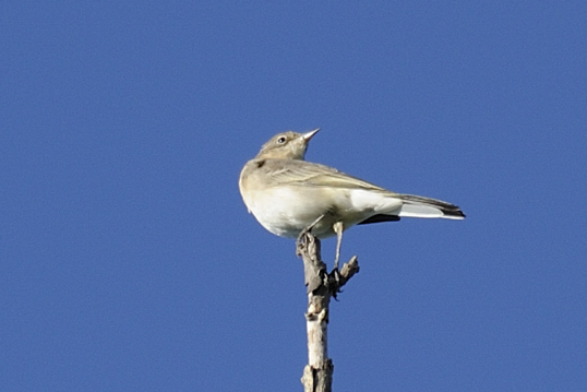 Uccelli da identificare